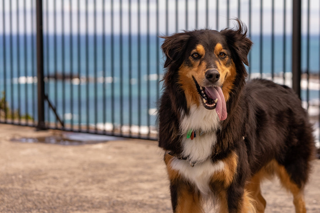 Cold Weather and Your Pet's Joints: What to Watch For