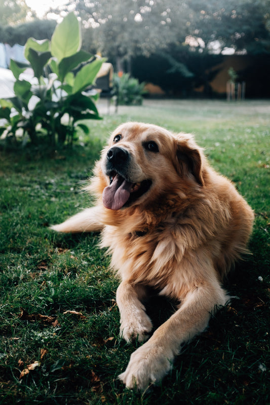 Flea and Tick Prevention: What Ontario Pet Owners Need to Know