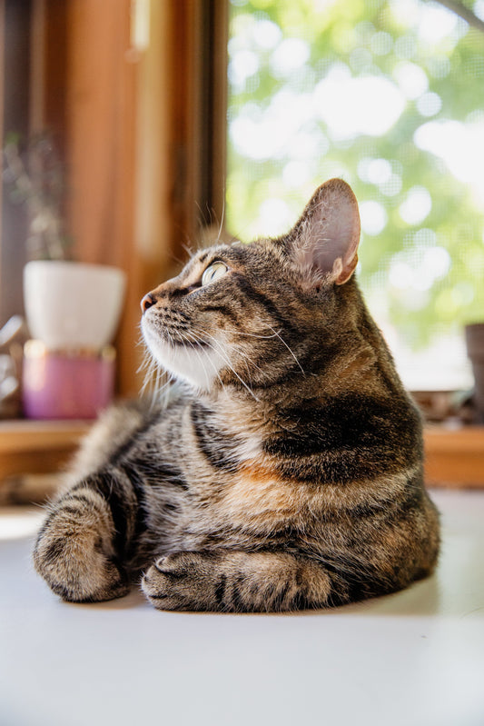 Getting Your Pet's Prescription Filled: A Step-by-Step Guide