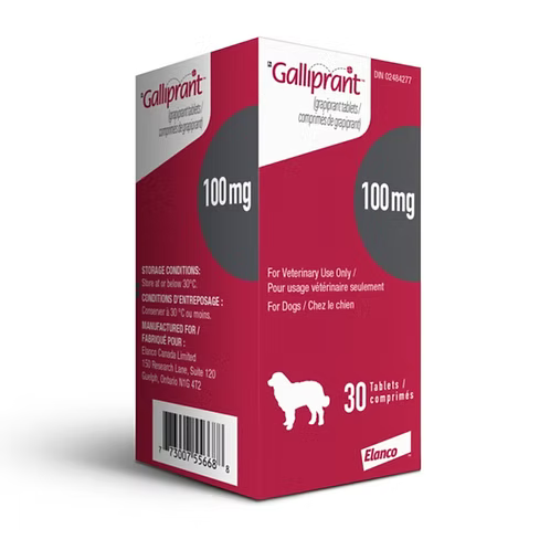 Galliprant (Grapiprant) for Dogs