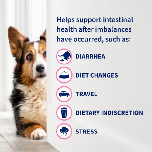 Nutramax Proviable-DC Probiotic for Dogs & Cats (30/ 80 Capsules)