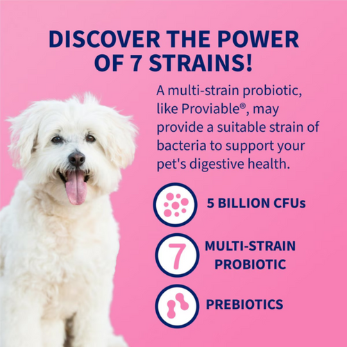 Nutramax Proviable-DC Probiotic for Dogs & Cats (30/ 80 Capsules)